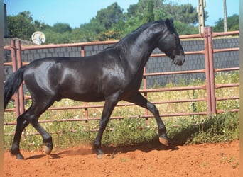 Andalusier, Hengst, 2 Jahre, 159 cm, Rappe
