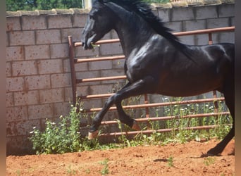 Andalusier, Hengst, 2 Jahre, 159 cm, Rappe