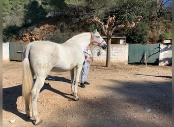 Andalusier, Hengst, 2 Jahre, 159 cm, White