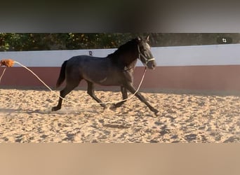 Andalusier, Hengst, 2 Jahre, 159 cm, White