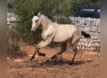 Andalusier, Hengst, 2 Jahre, 160 cm, Falbe