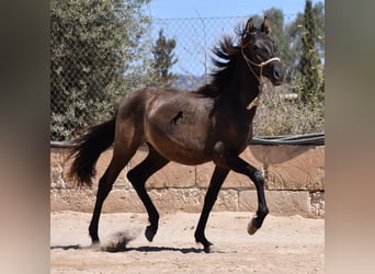 Andalusier, Hengst, 2 Jahre, 160 cm, Rappe