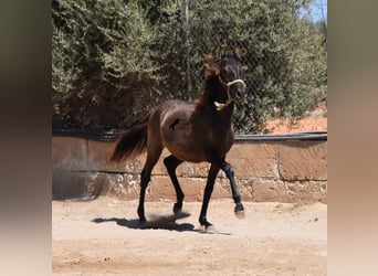 Andalusier, Hengst, 2 Jahre, 160 cm, Rappe