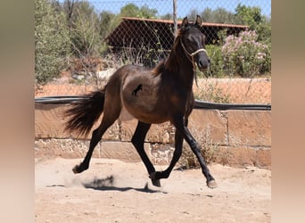 Andalusier, Hengst, 2 Jahre, 160 cm, Rappe