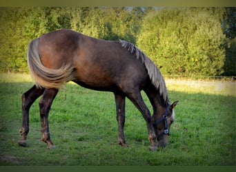Andalusier Mix, Hengst, 2 Jahre, 160 cm, Rotbrauner