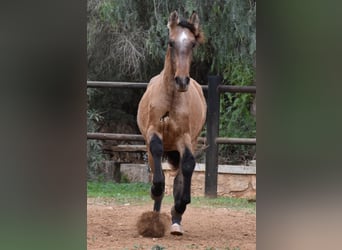 Andalusier, Hengst, 2 Jahre, 160 cm, Schimmel