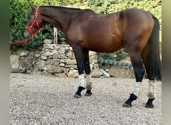 Andalusier, Hengst, 2 Jahre, 162 cm, Brauner