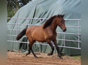 Andalusier, Hengst, 2 Jahre, 162 cm, Brauner