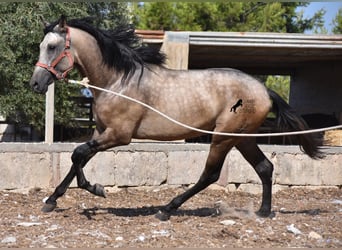 Andalusier, Hengst, 2 Jahre, 162 cm, Buckskin