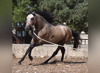 Andalusier, Hengst, 2 Jahre, 162 cm, Buckskin
