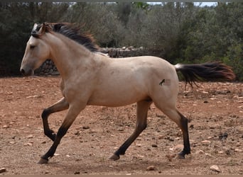 Andalusier, Hengst, 2 Jahre, 162 cm, Falbe