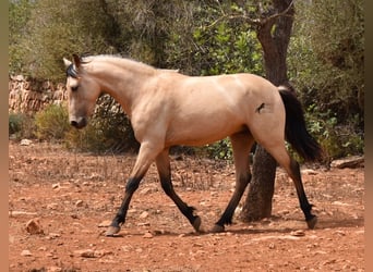 Andalusier, Hengst, 2 Jahre, 162 cm, Falbe