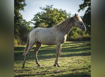Andalusier Mix, Hengst, 2 Jahre, 162 cm, Pearl
