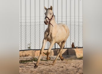 Andalusier, Hengst, 2 Jahre, 162 cm, Perlino