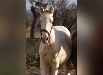 Andalusier, Hengst, 2 Jahre, 162 cm, Perlino