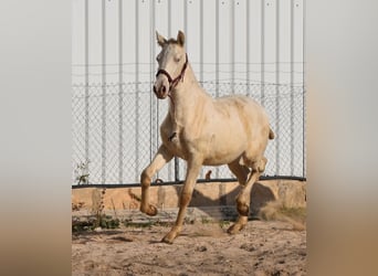 Andalusier, Hengst, 2 Jahre, 162 cm, Perlino