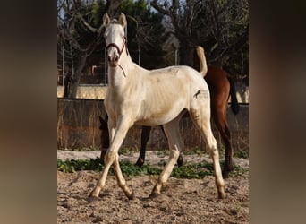 Andalusier, Hengst, 2 Jahre, 162 cm, Perlino