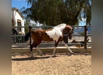 Andalusier, Hengst, 2 Jahre, 163 cm, Tobiano-alle-Farben