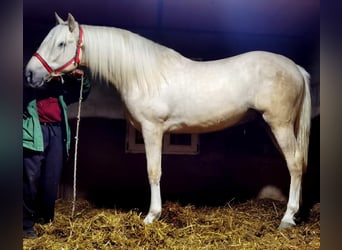 Andalusier, Hengst, 2 Jahre, 164 cm, Palomino