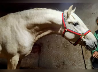 Andalusier, Hengst, 2 Jahre, 164 cm, Palomino