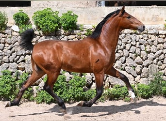 Andalusier, Hengst, 2 Jahre, 165 cm, Brauner