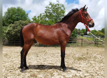Andalusier, Hengst, 2 Jahre, 165 cm, Brauner