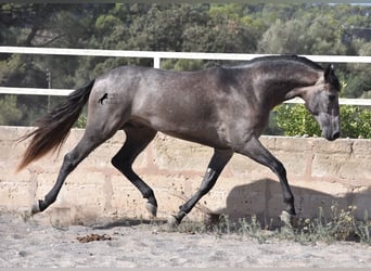 Andalusier, Hengst, 2 Jahre, 166 cm, Schimmel