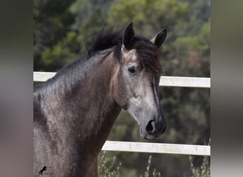 Andalusier, Hengst, 2 Jahre, 166 cm, Schimmel