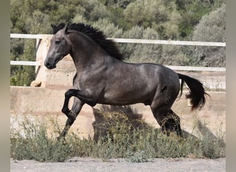 Andalusier, Hengst, 2 Jahre, 166 cm, Schimmel