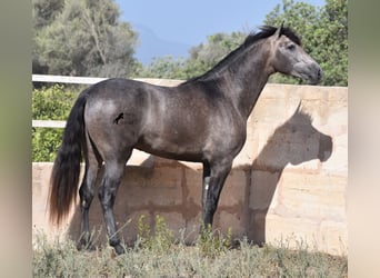 Andalusier, Hengst, 2 Jahre, 166 cm, Schimmel