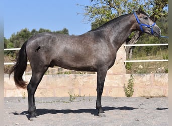Andalusier, Hengst, 2 Jahre, 166 cm, Schimmel