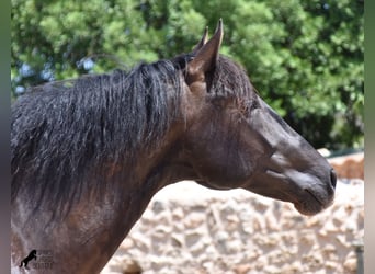 Andalusier, Hengst, 2 Jahre, 168 cm, Rappe