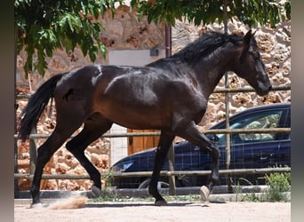 Andalusier, Hengst, 2 Jahre, 168 cm, Rappe