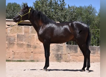 Andalusier, Hengst, 2 Jahre, 168 cm, Rappe