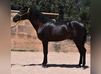 Andalusier, Hengst, 2 Jahre, 168 cm, Rappe