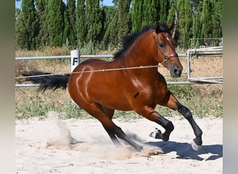 Andalusier, Hengst, 2 Jahre, 169 cm, Brauner