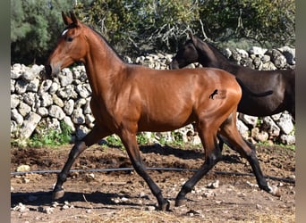 Andalusier, Hengst, 2 Jahre, 170 cm, Brauner
