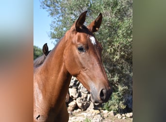 Andalusier, Hengst, 2 Jahre, 170 cm, Brauner