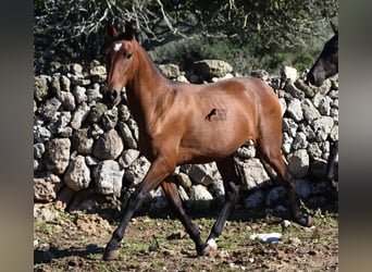 Andalusier, Hengst, 2 Jahre, 170 cm, Brauner