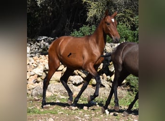 Andalusier, Hengst, 2 Jahre, 170 cm, Brauner