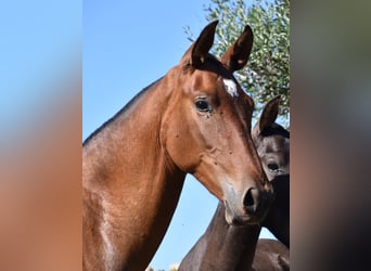 Andalusier, Hengst, 2 Jahre, 170 cm, Brauner