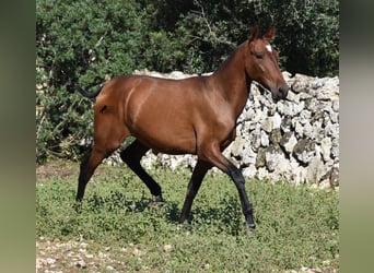 Andalusier, Hengst, 2 Jahre, 170 cm, Brauner