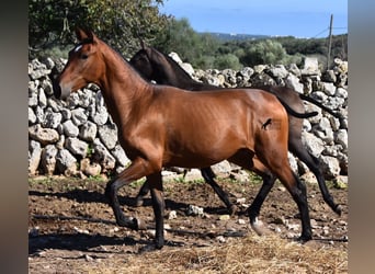 Andalusier, Hengst, 2 Jahre, 170 cm, Brauner