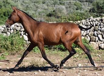 Andalusier, Hengst, 2 Jahre, 170 cm, Brauner