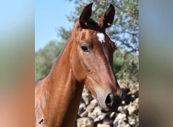 Andalusier, Hengst, 2 Jahre, 170 cm, Brauner