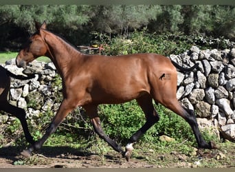 Andalusier, Hengst, 2 Jahre, 170 cm, Brauner
