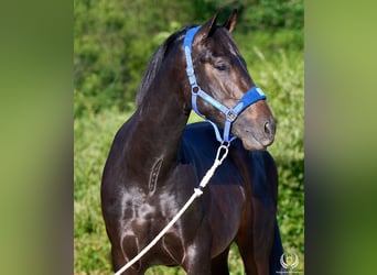 Andalusier, Hengst, 2 Jahre, 170 cm, Dunkelbrauner