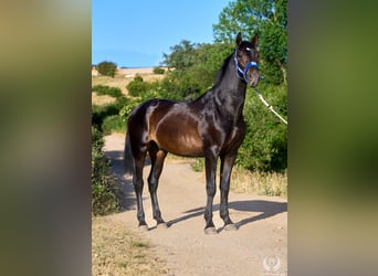 Andalusier, Hengst, 2 Jahre, 170 cm, Dunkelbrauner