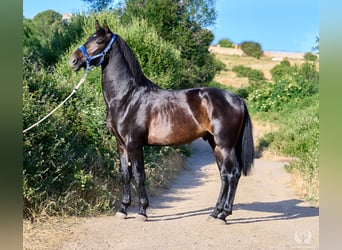 Andalusier, Hengst, 2 Jahre, 170 cm, Dunkelbrauner