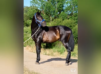 Andalusier, Hengst, 2 Jahre, 170 cm, Dunkelbrauner